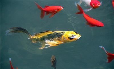 锦鲤吃瓜视频大全,趣味视频大全集锦