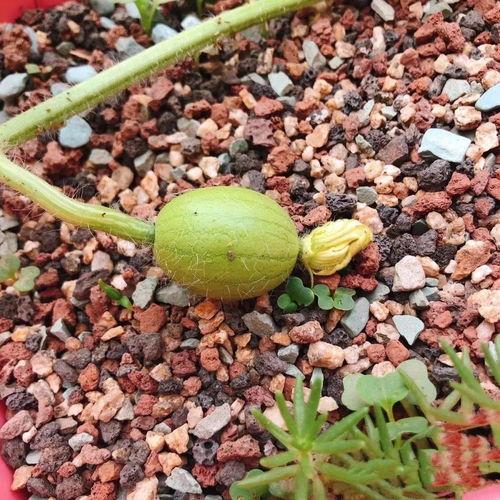 一段吃瓜视频,一场视觉盛宴背后的故事