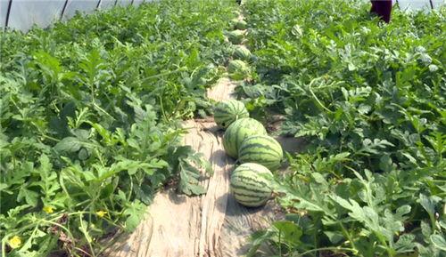 长垣最新吃瓜事件视频,视频揭秘惊人真相