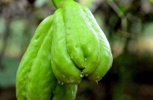 孩子怎么吃佛手瓜视频,营养美味，孩子爱吃的健康佳肴