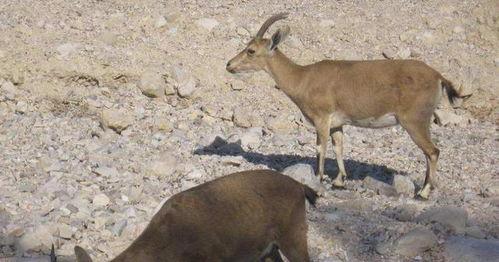 山羊吃哈密瓜好吗视频,趣味互动揭示动物饮食奥秘