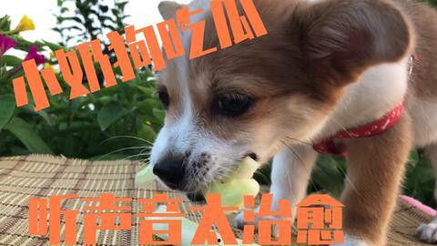 吃瓜小狗小视频,萌宠界的欢乐时光