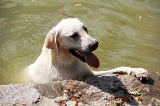 西施犬吃哈密瓜视频大全,萌宠美食瞬间大盘点