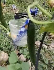 青海最新吃瓜事件真相视频