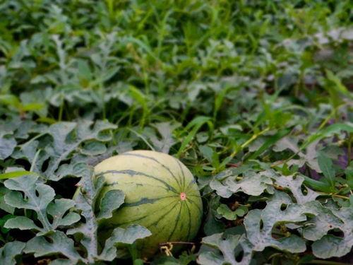 乡村吃瓜的视频,一起感受吃瓜的欢乐时光