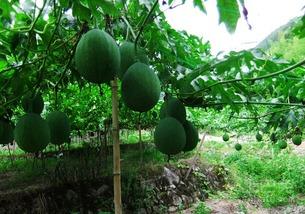 怎么吃生吊瓜视频教程,跟随视频教程轻松学会