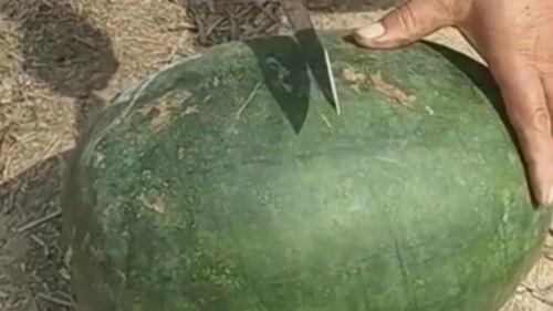 瓜烂了能挖掉吃吗视频大全,瓜烂了还能挖着吃？揭秘视频大全中的神奇食用方法