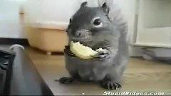 动物吃凉瓜视频在线观看