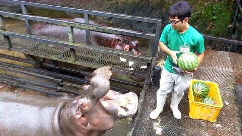 西瓜视频饲养员吃瓜,揭秘西瓜视频里的甜蜜瞬间