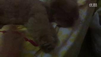 姐姐吃瓜互撕视频,视频揭秘娱乐圈幕后风云