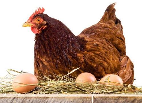 给鸡吃瓜危害视频讲解,给鸡吃瓜的潜在危害，养殖户必看！