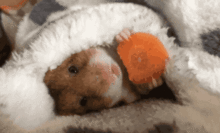 熊鼠吃哈米瓜好吗视频,一场欢乐的美食之旅