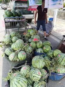 洋县吃瓜事件视频曝光,视频曝光揭示惊人真相