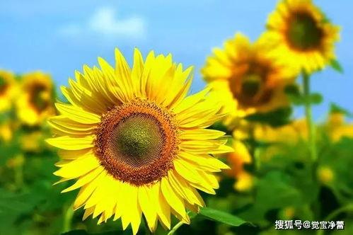 吃瓜博主向日葵视频下载,视频下载攻略大公开