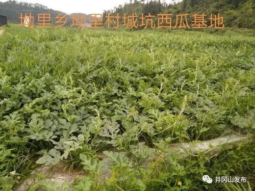 井冈山吃瓜视频,一场别开生面的红色旅游体验