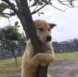 吃瓜狗子爬树视频下载