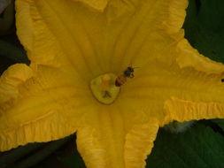 吃瓜视频小蜜蜂