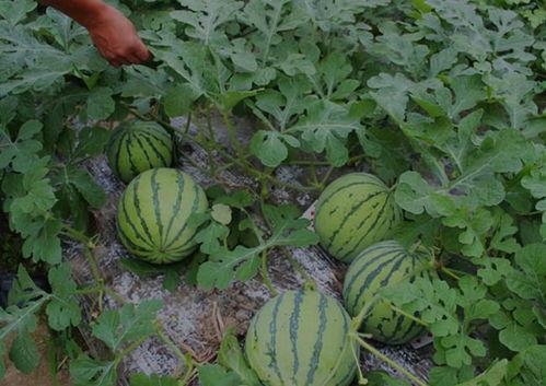 山西吕梁吃瓜事件视频,山西吕梁“吃瓜事件”视频引发热议