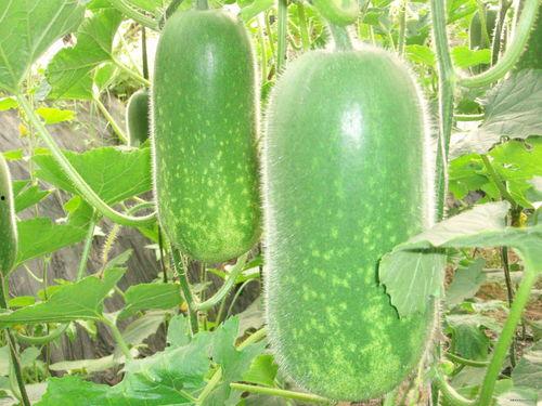 家里种的茄瓜可以吃吗视频,安全美味，教你如何辨别可食用性